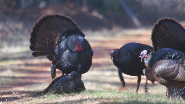 WIld Turkey Gobblers Courting