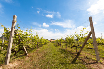 The rural landscape scene of beautiful vintyard