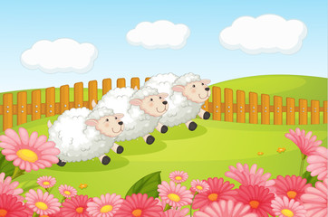 Fototapeta na wymiar Sheeps