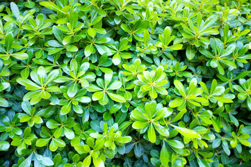 beautiful green bush close-up.