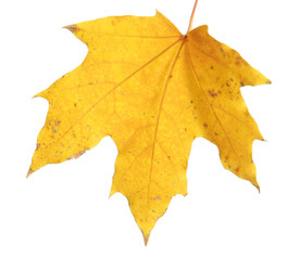 bright autumn maple leaf, isolated on white