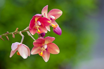 Pink mini orchids flowers