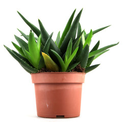 aloe vera leaves
