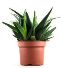 aloe vera leaves
