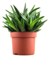 aloe vera leaves