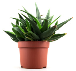 aloe vera leaves