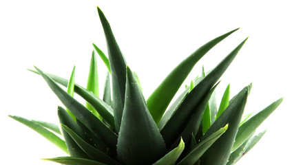 aloe vera leaves
