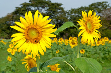 Fototapeta premium Sun flower blooming