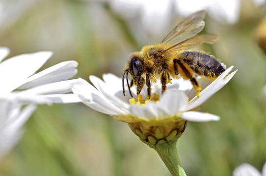 Honey bee feeding on anthemis flower