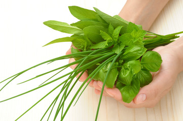 Hands of young woman holding fresh herbs, basil, chive, sage
