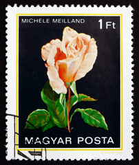Postage stamp Hungary 1982 Michele Meilland, Rose Flower
