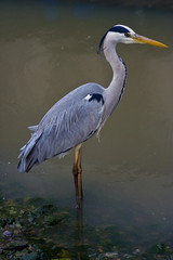 Heron, Ardea cinerea, Airone cenerino