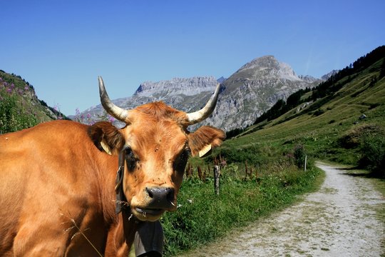 Mamelle 画像 - 参照 328 Stock 写真、ベクターおよびビデオ | Adobe Stock
