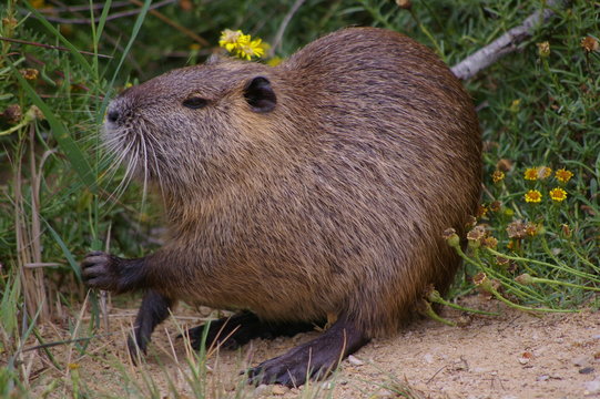 Castor - Beaver