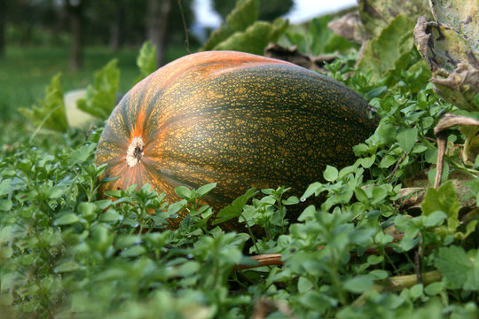 K&uuml;rbis