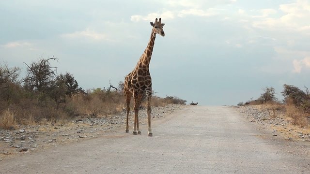giraffe approaching