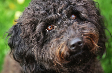 Portugiesischer Wasserhund,Portr&auml;t 