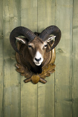 Fototapeta premium Mufflon Trophäe hängend an einer Holzwand
