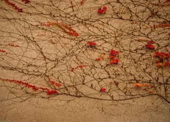 Autumn leaves on concrete wall