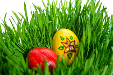 red easter eggs in green grass with white background