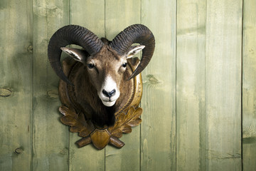 Fototapeta premium Präparierter Mufflon Kopf an Holzwand