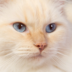 Close-up of a ragdoll