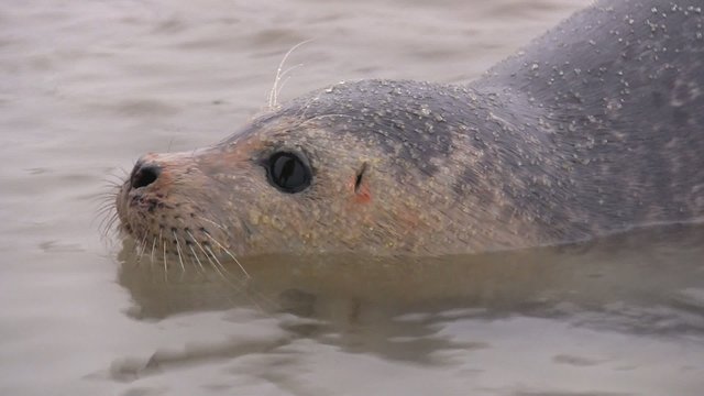 t&ecirc;te de b&eacute;b&eacute; phoque