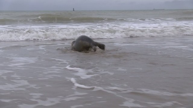b&eacute;b&eacute; phoque se jette &agrave; l'eau