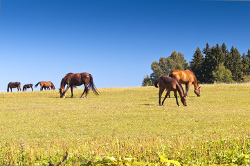 Horses on pasture