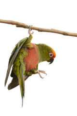 Paradise Gold Capped Conure