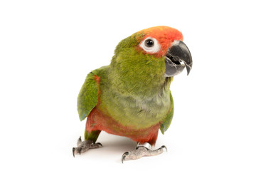 Paradise Gold Capped Conure