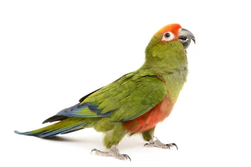 Gartenposter Papagei Paradies-Goldkappen-Sittich