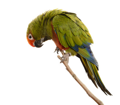 Paradise Gold Capped Conure