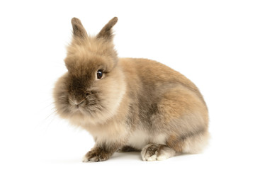 Lion Head Rabbit
