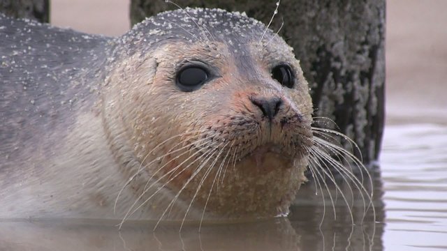 b&eacute;b&eacute; phoque