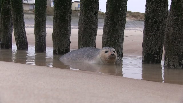 b&eacute;b&eacute; phoque sur la plage