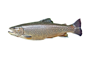 Trout