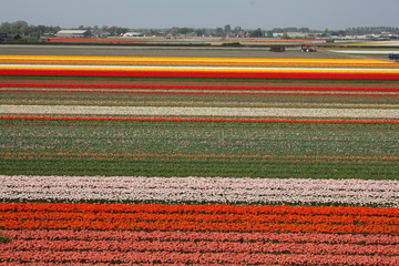 champs de tulipes à Keukenhof
