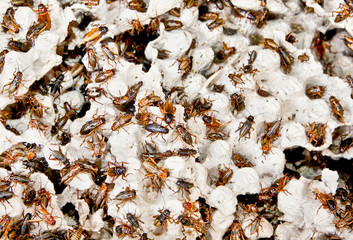 Hundreds of brown cockroaches in their habitat