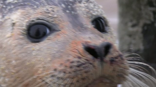 b&eacute;b&eacute; phoque en macro