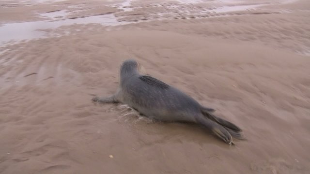 phoque qui se d&eacute;place