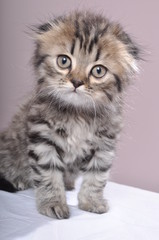 cute small Scottish fold kitten