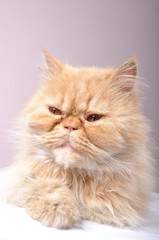 red Persian cat
