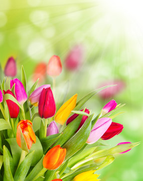 Fototapeta  Beautiful tulips bouquet