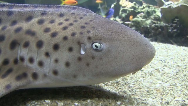 requin de r&eacute;cif