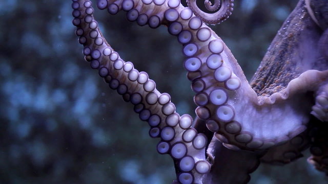 Octopus suction cups