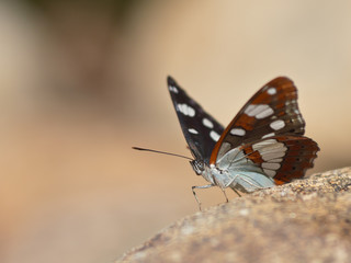 Butterfly Warming its Wings in the Sun