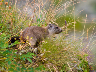 Naklejka na ściany i meble Dzikie Marmot (Marmota marmota) w jej naturalnym środowisku Mountain