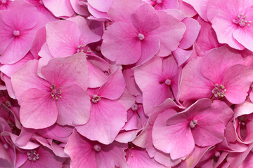  close up of pink flower background 