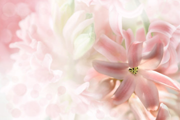 beautiful pink flowers made with color filters 